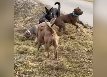 Lieber Schäferhund Rüde