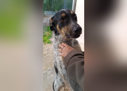 Kurt: toller Begleiter und Familienhund