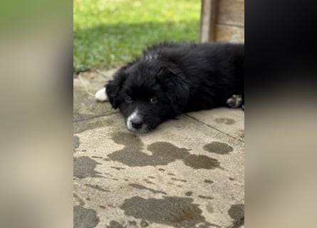 Australian Shepherd Welpen in  Black Bi