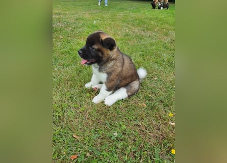 Amerikanische Akita