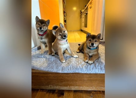 Hervorragender Shiba-Inu-Wurf mit hervorragendem Ausstellungspotenzial