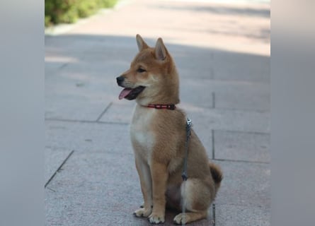 Schöne rote Shiba inu Welpen MEI, MIKA, MASARU mit FCI dokumenten