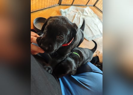 Labradorwelpen suchen bestes Zuhause