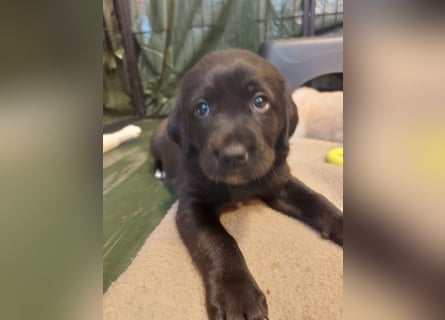 Wunderschöne Labrador-Mix Welpen