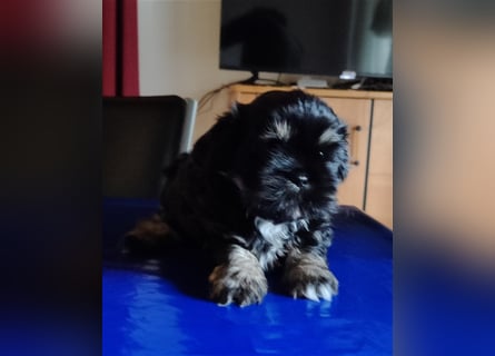 Shih tzu  Welpen