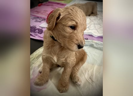 Goldendoodle F1b Welpen F1bb -apricot hell dunkel