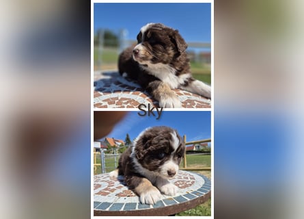 ❤️Wunderschöne ASCA Australian Shepherd Welpen ❤️