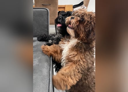 Shih Tzu - Pudelmischlingswelpen abzugeben