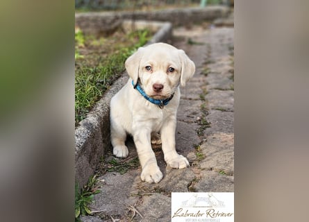 Labrador Welpen aus Körzucht