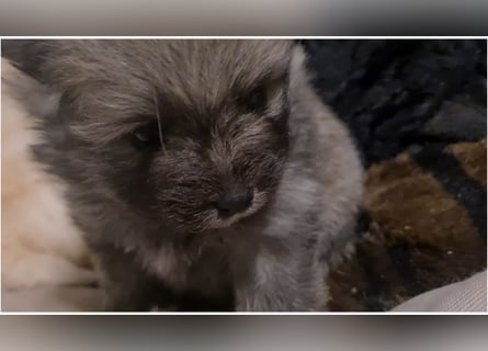 zuckersüße Pomeranianwelpe