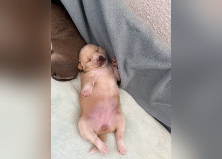 Mittelspitz-Chihuahua-Terrier Mix