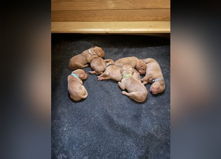 Reinrassige Magyar Vizsla Welpen mit Papieren – abzugeben ab 19.09.25