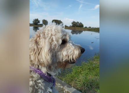 Wunderschöne Labradoodle Welpen