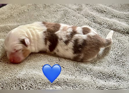 Mini/Miniature Australian Shepherd Welpen mit Papiere