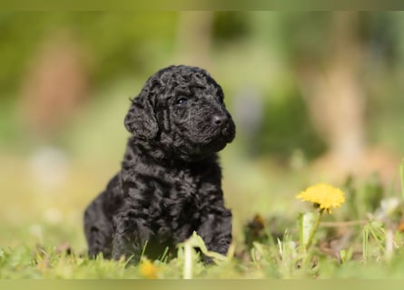 Grosspudel Welpen schwarz