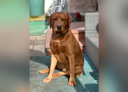 Zauberhafte Labradorwelpen, foxred