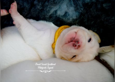 Dansk Svensk Gardhund,  Farmdog, Danky