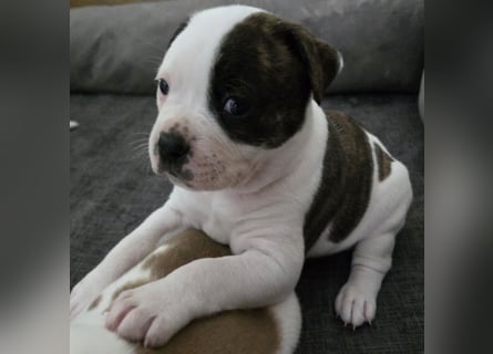 American Bulldog Welpen aus Hybrid/Standard Verpaarung ab Mitte Juni abzugeben, www.cocodin-bulls.de