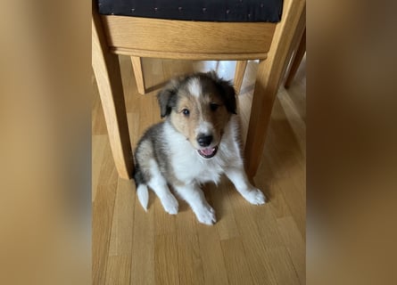 Colliewelpen suchen ein Zuhause!
