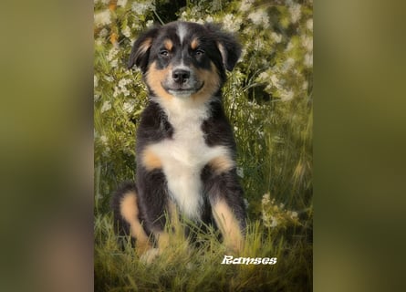 Bezaubernde Australian Shepherd Welpen