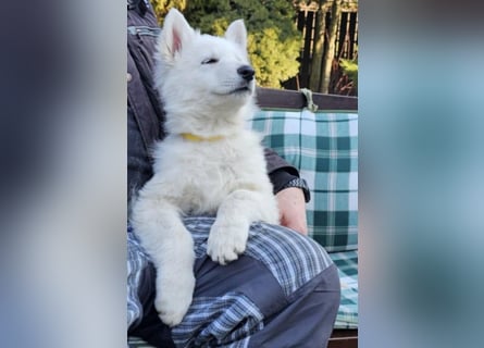 Weißer Schweizer Schäferhund / Welpen / Berger Blanc Suisse / puppies with FCI pedigree