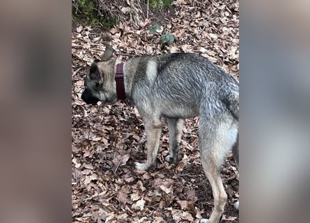 Schöner sozialisierter Familienschäferhund sucht ein zu Hause