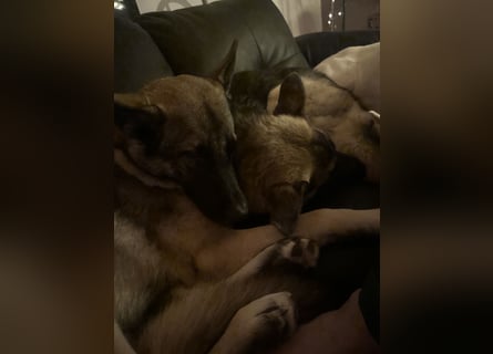 Schöner sozialisierter Familienschäferhund sucht ein zu Hause