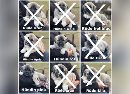 Kangal-Welpen suchen liebevolles Zuhause