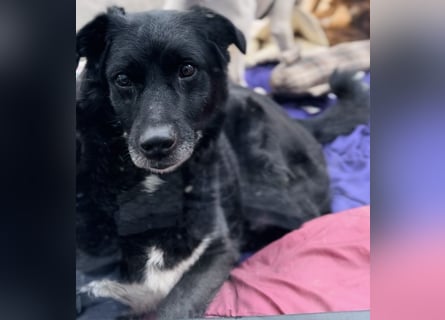 Labrador - Flat Coated Retriever Mix Rüde (5-7 Jahre, kastriert), freundlicher Anfängerhund