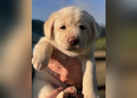 Zuckersüße Labrakita Welpen suchen ihr neues Zuhause!