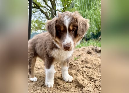 Australian Shepherd Welpen braun/redtri (Minimix/Reinrassig)+ Gesundheitszeugnis