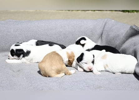 traumhaft hübscher Tibet Terrier Welpen aus erfahrender Zucht  sind geboren dürfen im Juni ausziehen