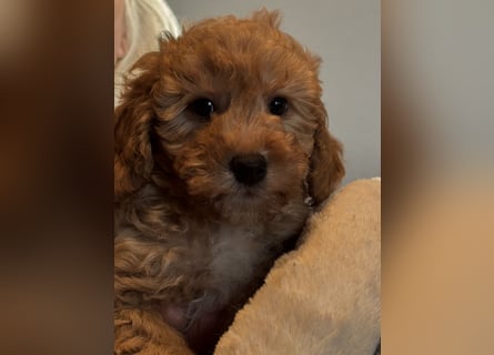 Schocolade farbige sehr schöne Welpen Maltipoo/mini Doodle