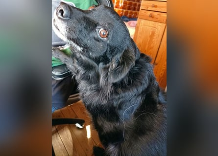 ungar. Zamperl MOLLY - 8 Jahre, 35cm/9,8kg - kleiner Mischling