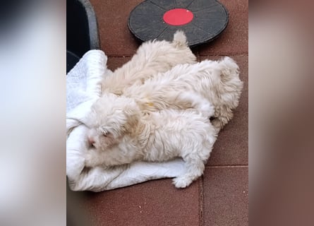 Süße abgabebereiten Bolonka Zwetna Welpen suchen gutes Zuhause