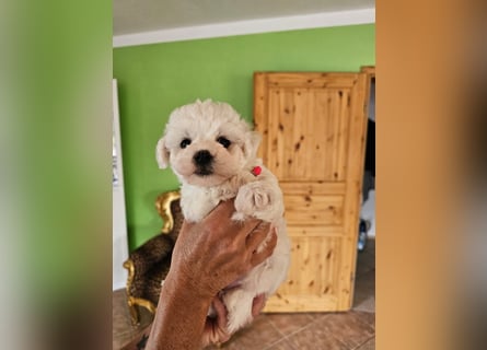 Bichon Frise Welpen