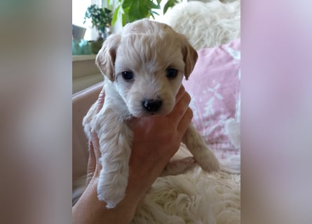 Havapoo Pudel Havaneser-ShihTzu