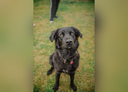 Kaukase-Hovawart Mix sucht neues Zuhause