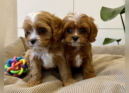 Cavapoo, Pudel, Cavalier King Charles Spaniel