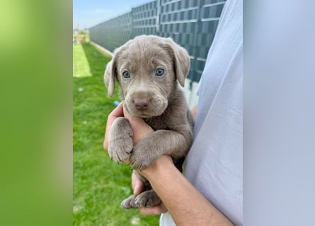 Labrador Welpen Weibchen Silber  Mädchen NRW Düsseldorf Viersen Köln