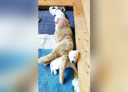 Golden Retriever Welpen