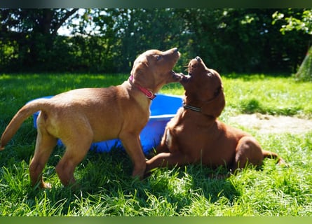 Labrador Retriever Foxred/ Dark Foxred - Therapie-, Assistenz-, Familienhunde