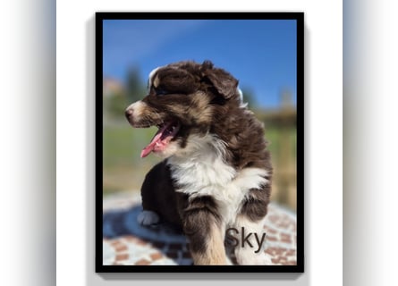 ❤️Wunderschöne ASCA Australian Shepherd Welpen ❤️