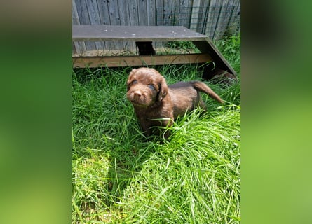 Labradoodle F1 Schokobraun