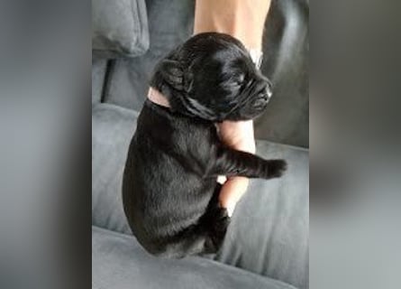 Riesenschnauzer Schwarz