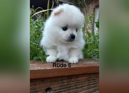 Süße Pomeranian Zwerkspitz Welpen 