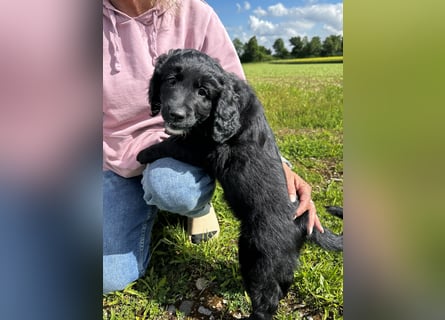 Labradoodle
