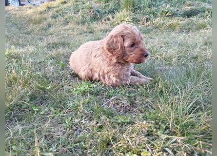 Wunderschöne Labradoodle Welpen