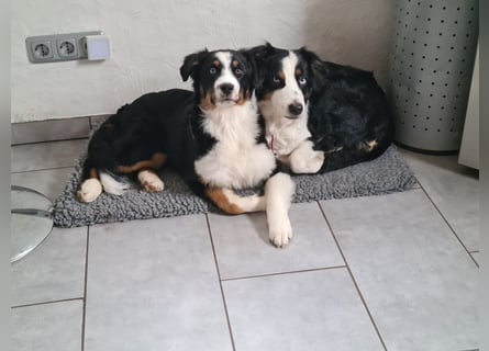 Australian Shepherd sucht Pflegefamilie