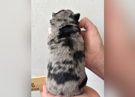 Chihuahua Welpen ab 22.08 abzugeben